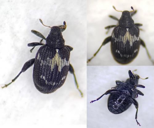 Réf. 248 210 : Tachyerges salicis